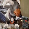 Awesome Dog 2's profile picture
