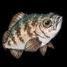 SKT@Coreoperca🐟🌈 的头像