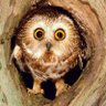 Melquisedeque profil fotoğrafı