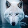 Wolf profil fotoğrafı