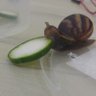 Profilbild von snail of #hitwt