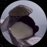 Profilbild von fwex