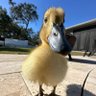 Duck Mama 🦆🇺🇸 profil fotoğrafı