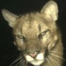 Profilbild von 🐆