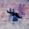 Profilbild von Lone Warewolf