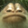 Фото профиля 🔞Evil Monkey