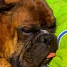 Brian profil fotoğrafı