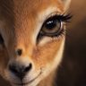 Profilbild von SH511