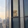 疯狗狗's profile picture