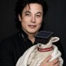 Michael Musk ๐๐ธ's profile picture