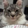 nicoo! profil fotoğrafı