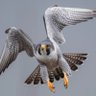 The Falcon🦅👑 profil fotoğrafı