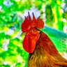 factos🐔🇩🇴 kikirikii profil fotoğrafı