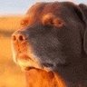Ariζona profil fotoğrafı