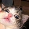 Profilbild von Madu