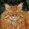 Privileged Cat Lady's profile picture