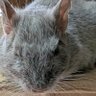 さくら🐭's profile picture