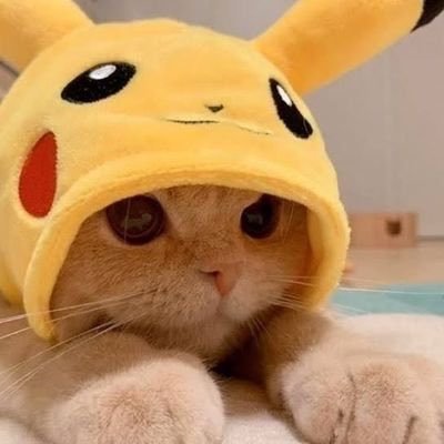 caio's profile picture