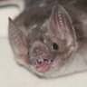 Yangochiropteran Princess ☭'s profile picture