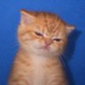 PixBolt's profile picture