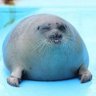 Фото профиля sirsquishythebold