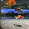 たけのこ 的头像