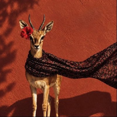 رغــد 𝕩's profile picture