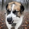 🐾𝓑𝓲𝓻𝓭𝓲𝓮𝓣𝓱𝓮𝓓𝓸𝓰's profile picture