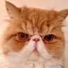 Leothepersiananon 的头像