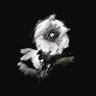 Aetas Peccatorum 的头像