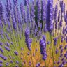 Festina lente!'s profile picture
