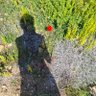Inge Gehem profil fotoğrafı