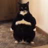 Profilbild von Big Belly Deli