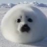 Profilbild von littlerat