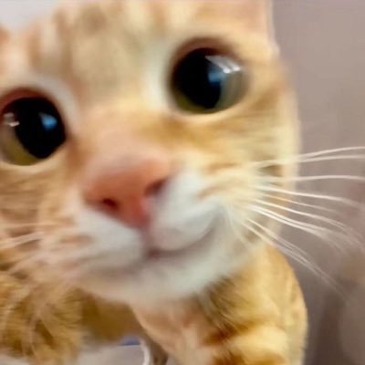 nayara's profile picture
