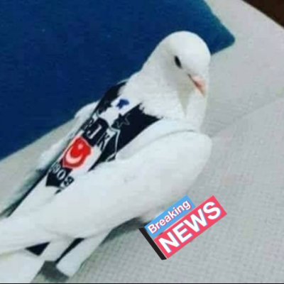 besiktaslikus's profile picture