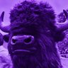 #HoosierHeisman? Becker Bison Backer 的头像