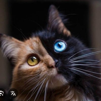 Lepotica ili Zver's profile picture