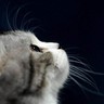 alex_qiu's profile picture