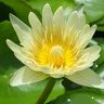 pumainthailand 的头像