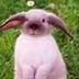 imortel's profile picture