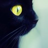 catarsis profil fotoğrafı