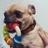 ちび l パグチワワMIX's profile picture