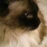 Profilbild von Harsee8.6kg【くま吉さま】