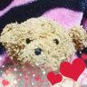 みみぃ くまこ⊂(^(工)^)⊃ 的头像