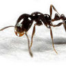 Just an ant profil fotoğrafı