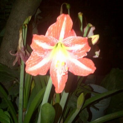 conchitareal's profile picture