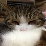 ◆まめすけ◆ profil fotoğrafı