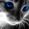 だれねこ profil fotoğrafı
