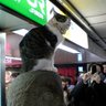 ねこふくろう profil fotoğrafı